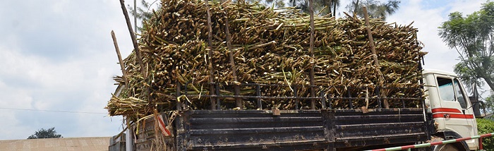 Govt Plans New Sugar Factory in Nyagatare to Cut Imports