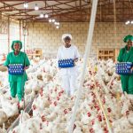 Rwandan Poultry Industry Transformed by Singaporean Vision Poultry East Africa