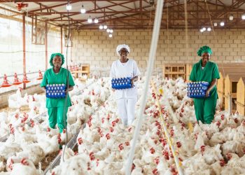 Rwandan Poultry Industry Transformed by Singaporean Vision