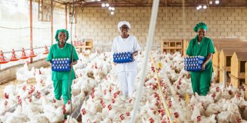 Rwandan Poultry Industry Transformed by Singaporean Vision