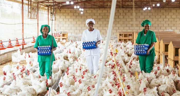 Rwandan Poultry Industry Transformed by Singaporean Vision