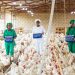 Rwandan Poultry Industry Transformed by Singaporean Vision
