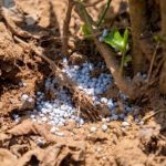 Rising Fertilizer Costs Test Rwanda's Food Security Strategy Despite Bigger Subsidies
