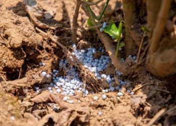 Rising Fertilizer Costs Test Rwanda’s Food Security Strategy Despite Bigger Subsidies