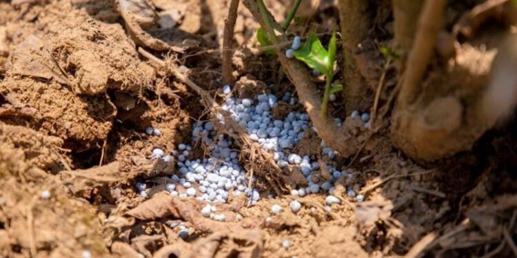 Rising Fertilizer Costs Test Rwanda’s Food Security Strategy Despite Bigger Subsidies