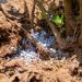 Rising Fertilizer Costs Test Rwanda’s Food Security Strategy Despite Bigger Subsidies