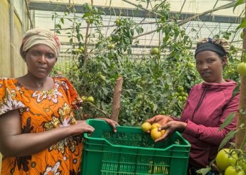Market access innovation helps farmers cut post-harvest losses, double incomes