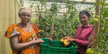 Market access innovation helps farmers cut post-harvest losses, double incomes