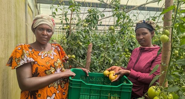 Market access innovation helps farmers cut post-harvest losses, double incomes