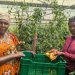 Market access innovation helps farmers cut post-harvest losses, double incomes