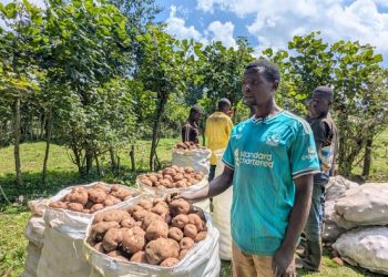 How technology Is enabling Rwanda’s potato farmers defeat middlemen, increase incomes
