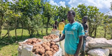 How technology Is enabling Rwanda’s potato farmers defeat middlemen, increase incomes