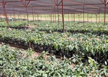Kigali launches major tree nursery to boost urban greening