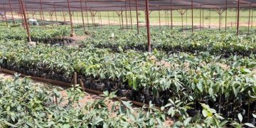Kigali launches major tree nursery to boost urban greening