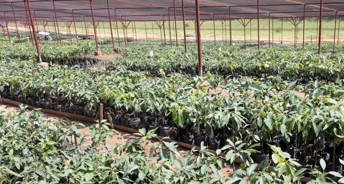 Kigali launches major tree nursery to boost urban greening
