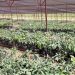 Kigali launches major tree nursery to boost urban greening
