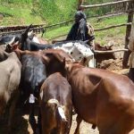 Livestock markets reopen in four Eastern Province districts after Rift Valley fever outbreak Cattle
