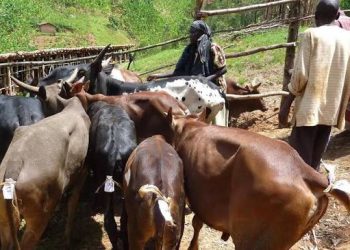 Livestock markets reopen in four Eastern Province districts after Rift Valley fever outbreak