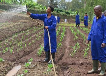 Low rainfall forecast for August may affect Season C farming