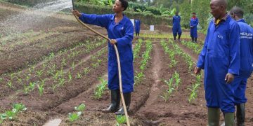 Low rainfall forecast for August may affect Season C farming