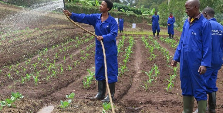 Low rainfall forecast for August may affect Season C farming
