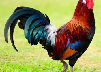 Kirehe man dies after dispute with wife over rooster sale