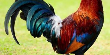Kirehe man dies after dispute with wife over rooster sale