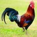 Kirehe man dies after dispute with wife over rooster sale