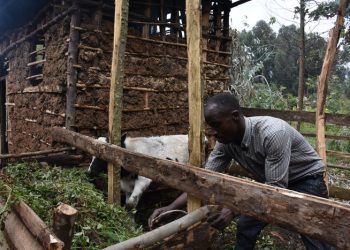 The Growing Impact of Livestock Support on Vulnerable Households