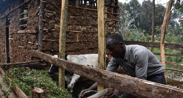 The Growing Impact of Livestock Support on Vulnerable Households