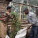 The Growing Impact of Livestock Support on Vulnerable Households