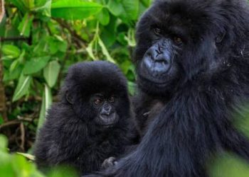 Rwanda’s Gorilla Naming Ceremony Set as Tourism Revenues Rise