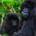 Rwanda’s Gorilla Naming Ceremony Set as Tourism Revenues Rise