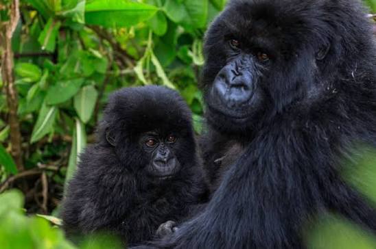 Rwanda’s Gorilla Naming Ceremony Set as Tourism Revenues Rise