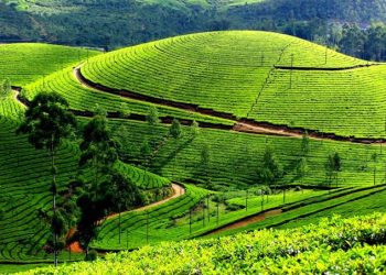 Rwanda’s Tea Exports Earn $553 Million in Six Years