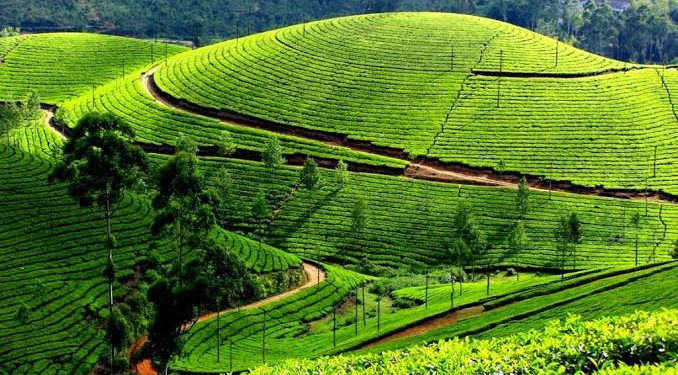 Rwanda’s Tea Exports Earn $553 Million in Six Years