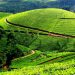 Rwanda’s Tea Exports Earn $553 Million in Six Years