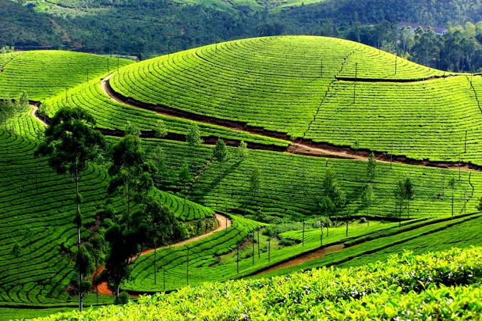 Rwanda’s Tea Exports Earn $553 Million in Six Years