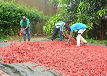 CDAT Support Nyagatare youth move into commercial farming