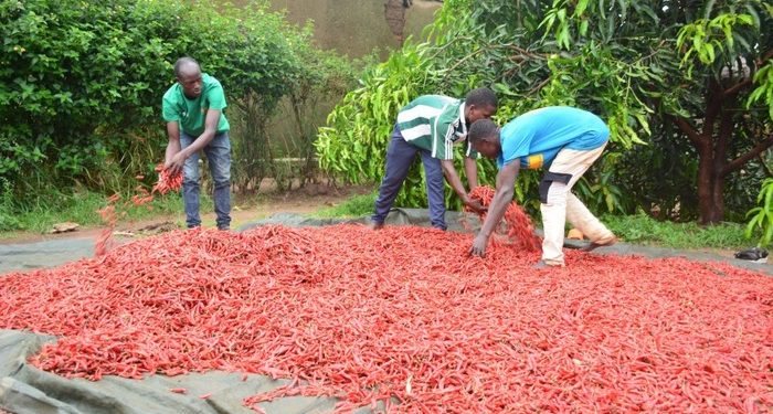 CDAT Support Nyagatare youth move into commercial farming